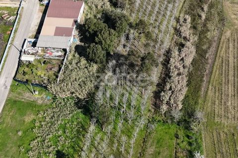 Helårsgrund i Anadia, Aveiro, Anadia - € 30.000 | Ref: ZMPT588089 - foto 13