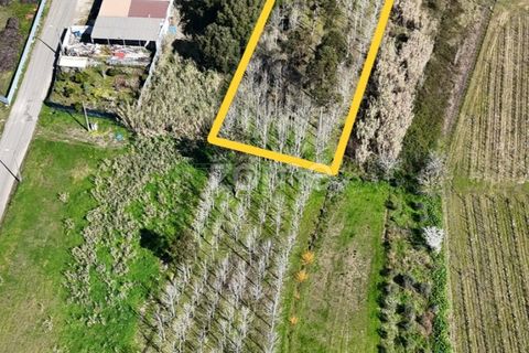 Helårsgrund i Anadia, Aveiro, Anadia - € 30.000 | Ref: ZMPT588089 - foto 14