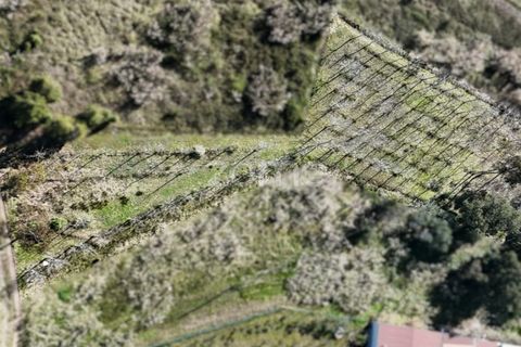 Helårsgrund i Anadia, Aveiro, Anadia - € 30.000 | Ref: ZMPT588089 - foto 16