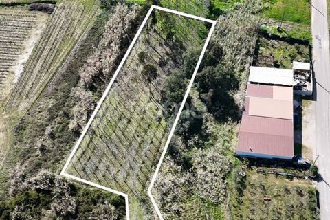Helårsgrund i Anadia, Aveiro, Anadia - € 30.000 | Ref: ZMPT588089 - foto 17
