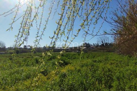 Tomt i Monte Real, Leiria, Monte Real - € 13 500 | Ref: ZMPT576062 - foto 7