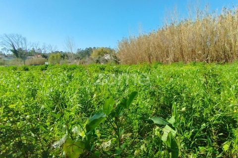 Tomt i Monte Real, Leiria, Monte Real - € 13 500 | Ref: ZMPT576062 - foto 8