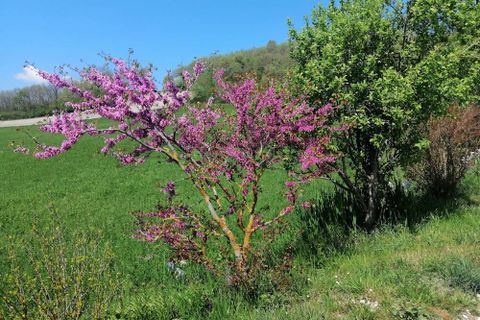 Landejendom i Sassoferrato, Ancona, Sassoferrato - € 230.000 | Ref: CR327 - foto 30