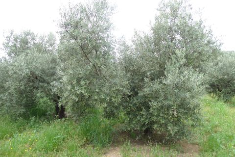 Helårsgrund i Antequera, Malaga, Antequera - € 29.000 | Ref: EXP14169/8930 - foto 11