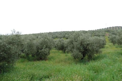 Helårsgrund i Antequera, Malaga, Antequera - € 29.000 | Ref: EXP14169/8930 - foto 12