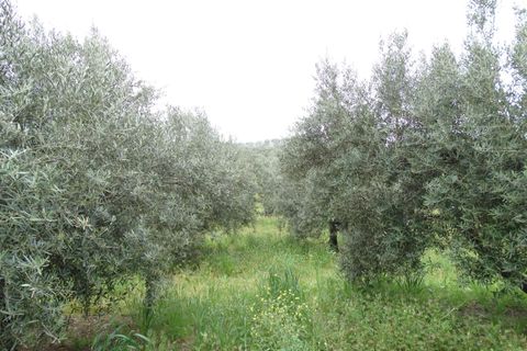 Helårsgrund i Antequera, Malaga, Antequera - € 29.000 | Ref: EXP14169/8930 - foto 13
