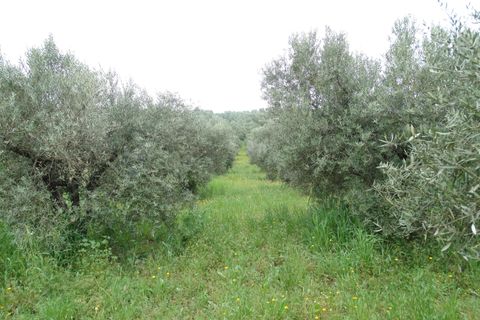 Helårsgrund i Antequera, Malaga, Antequera - € 29.000 | Ref: EXP14169/8930 - foto 15