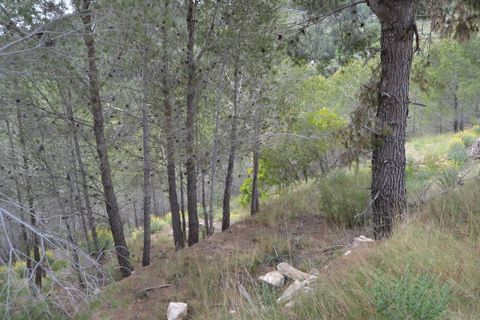 Terra a Guadalest, Alicante, Guadalest - € 18.000 | Ref: 6417 - foto 9