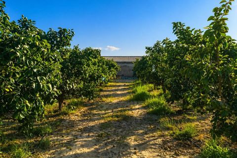 Terra a Albaida, Valencia, Albaida - € 100.000 | Ref: PNPT258 - foto 12