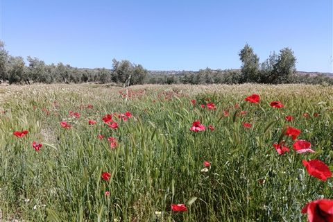 Finca i Freila, Granada, Freila - € 370.000 | Ref: 298 - foto 20