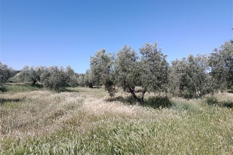 Finca i Freila, Granada, Freila - € 370.000 | Ref: 298 - foto 30