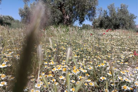Finca i Freila, Granada, Freila - € 370.000 | Ref: 298 - foto 18