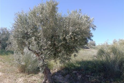 Finca i Freila, Granada, Freila - € 370.000 | Ref: 298 - foto 27