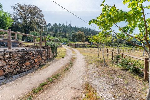 Farm i Santo Andre, Setubal, Santo Andre - € 400.000 | Ref: VIL_1025 - foto 26