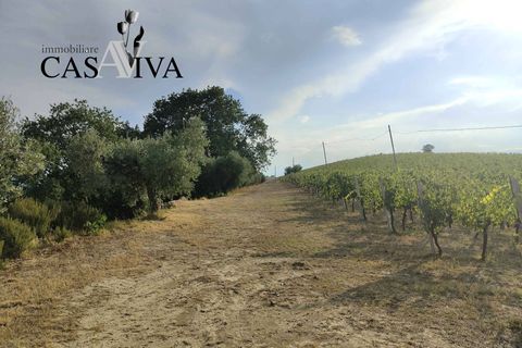 Landejendom i Ripatransone, Ascoli Piceno, Ripatransone - € 200.000 | Ref: CV9466 - foto 21