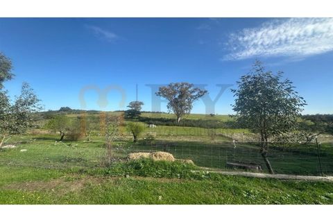 Terra a Castro Verde, Beja, Castro Verde - € 15.000 | Ref: BYS-1134 - foto 2