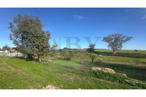 Terra a Castro Verde, Beja, Castro Verde - € 15.000 | Ref: BYS-1134 - foto 3