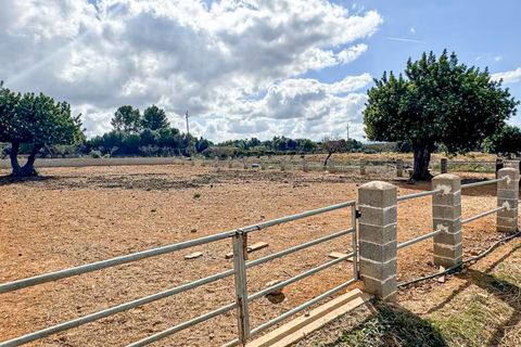 Finca i Inca, Mallorca, Inca - € 739.000 | Ref: A8106 - foto 35