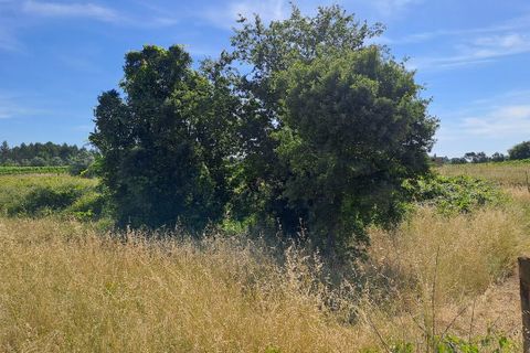 Helårsgrund i Anadia, Aveiro, Anadia - € 34.950 | Ref: SF-SAFTI:008155 - foto 9