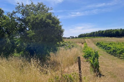 Helårsgrund i Anadia, Aveiro, Anadia - € 34.950 | Ref: SF-SAFTI:008155 - foto 10