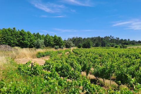 Helårsgrund i Anadia, Aveiro, Anadia - € 34.950 | Ref: SF-SAFTI:008155 - foto 12