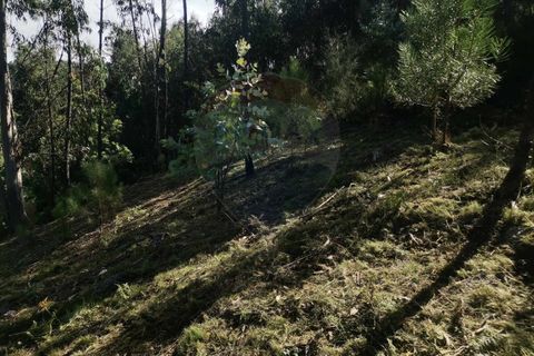 Helårsgrund i Amares, Braga, Amares - € 13.500 | Ref: 1074-137 - foto 7