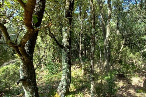 Terra a Vieussan, Herault, Vieussan - € 50.000 | Ref: 36182 - foto 3