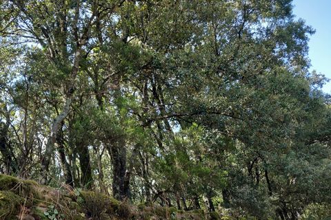 Terra a Vieussan, Herault, Vieussan - € 50.000 | Ref: 36182 - foto 7