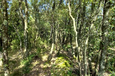 Terra a Vieussan, Herault, Vieussan - € 50.000 | Ref: 36182 - foto 9