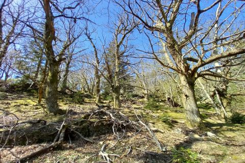 Terra a Vieussan, Herault, Vieussan - € 50.000 | Ref: 36182 - foto 15