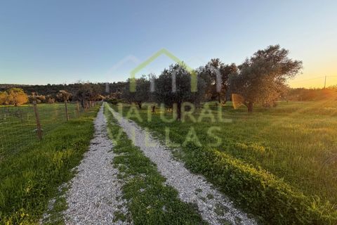 Helårsgrund i Paderne, Faro, Paderne - € 247.000 | Ref: TER_3006_VEND - foto 7