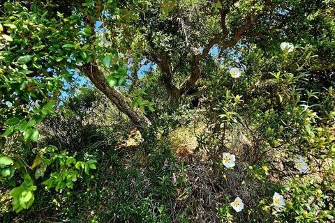 Terra a Sagres, Faro, Sagres - € 100.000 | Ref: 886613 - foto 4