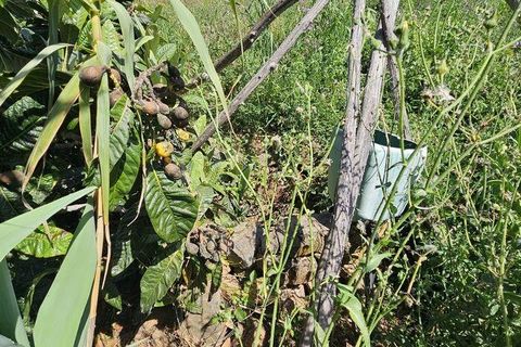 Terra a Sagres, Faro, Sagres - € 100.000 | Ref: 886613 - foto 6