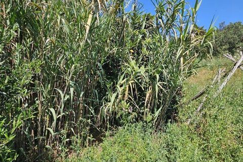 Terra a Sagres, Faro, Sagres - € 100.000 | Ref: 886613 - foto 19