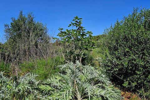 Terra a Sagres, Faro, Sagres - € 100.000 | Ref: 886613 - foto 39