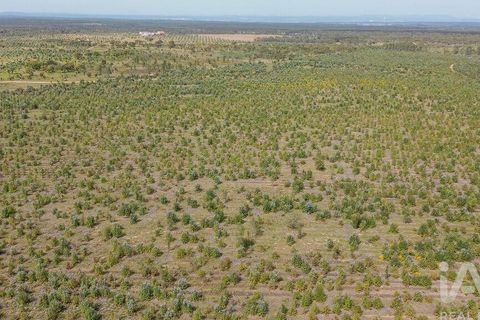 Helårsgrund i Abrantes, Santarem, Abrantes - € 699.000 | Ref: 878782 - foto 31