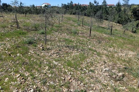 Tomt i Proenca-a-Nova, Castelo Branco, Proenca-a-Nova - € 15 000 | Ref: 102260079 - foto 3