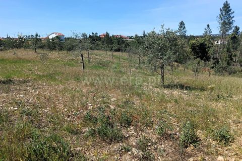 Tomt i Proenca-a-Nova, Castelo Branco, Proenca-a-Nova - € 15 000 | Ref: 102260079 - foto 5
