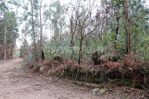Helårsgrund i Barcelos, Braga, Barcelos - € 18.000 | Ref: 254250306 - foto 5