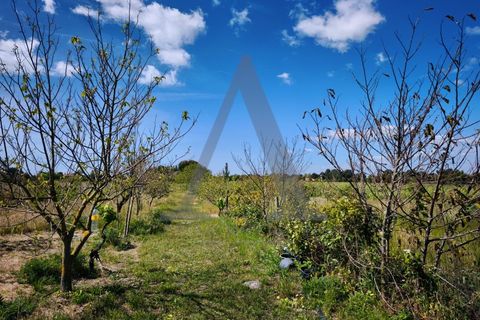 Farm i Palmela, Setubal, Palmela - € 599.500 | Ref: AP001.68 - foto 9