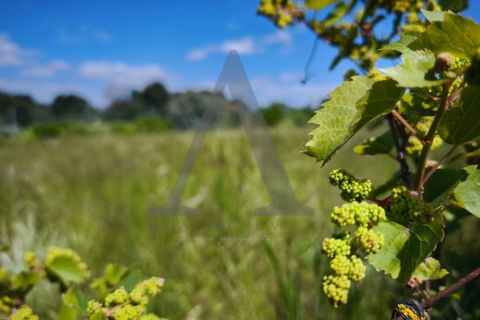 Farm i Palmela, Setubal, Palmela - € 599.500 | Ref: AP001.68 - foto 13