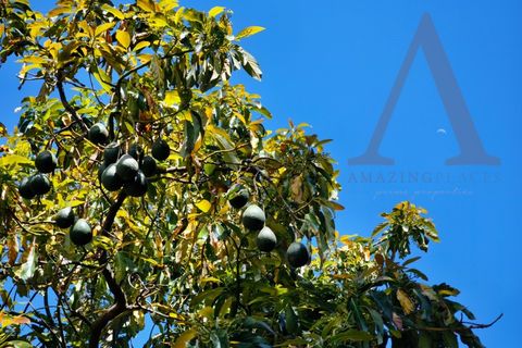 Farm i Palmela, Setubal, Palmela - € 599.500 | Ref: AP001.68 - foto 14