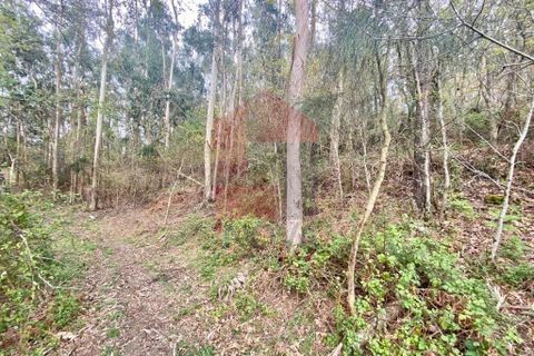 Helårsgrund i Vila Verde, Braga, Vila Verde - € 50.000 | Ref: 08877 - foto 32