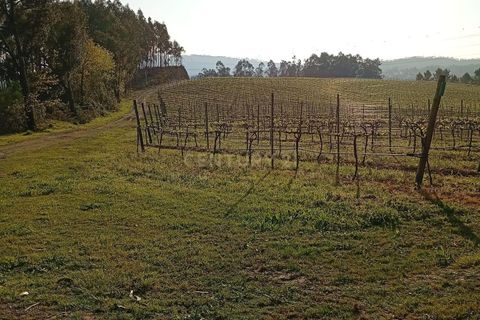 Helårsgrund i Valongo, Porto, Valongo - € 52.000 | Ref: C0457-00842 - foto 2