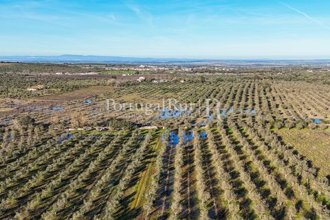 Farm i Estremoz, Evora, Estremoz - € 320.000 | Ref: JF1130 - foto 2