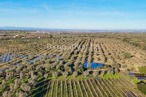 Farm i Estremoz, Evora, Estremoz - € 320.000 | Ref: JF1130 - foto 3