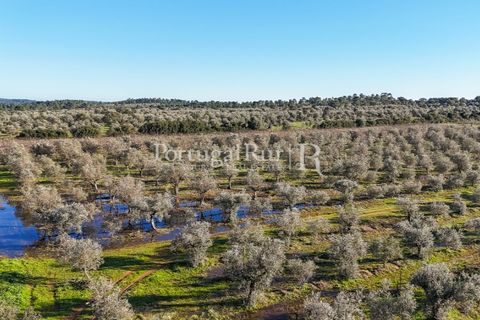 Farm i Estremoz, Evora, Estremoz - € 320.000 | Ref: JF1130 - foto 4