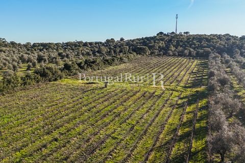 Farm i Estremoz, Evora, Estremoz - € 320.000 | Ref: JF1130 - foto 5