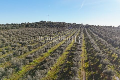 Farm i Estremoz, Evora, Estremoz - € 320.000 | Ref: JF1130 - foto 6