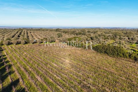 Farm i Estremoz, Evora, Estremoz - € 320.000 | Ref: JF1130 - foto 17
